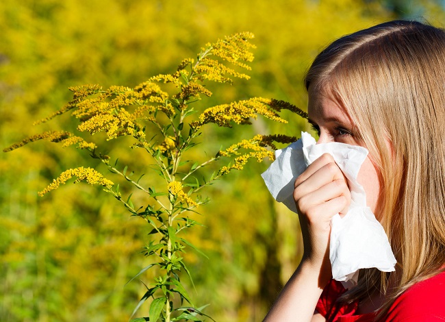 Ragweed Allergy: Understanding the Symptoms and How to Manage Them